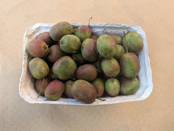 Produktfoto zu Kiwis Mini 200g Schale