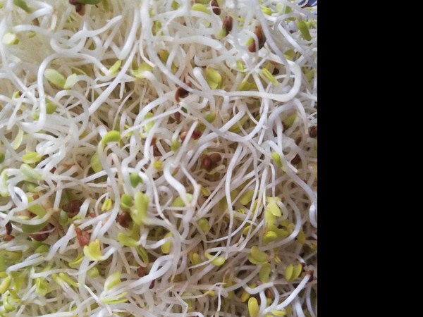 Produktfoto zu Frühlingssprossen 100g