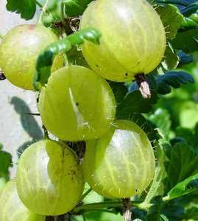 Produktfoto zu Stachelbeeren 200g