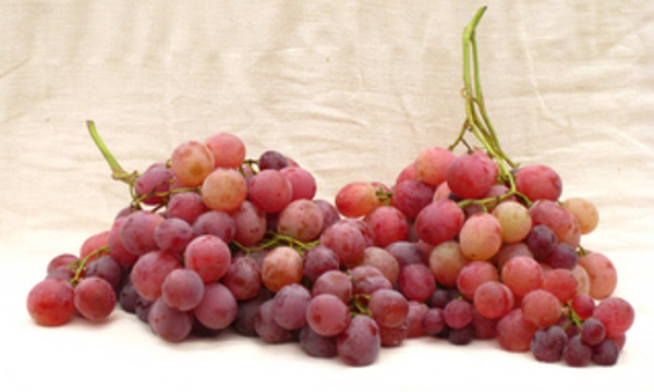 Produktfoto zu Trauben kernlos blau