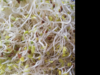 Produktfoto zu Frühlingssprossen 100g