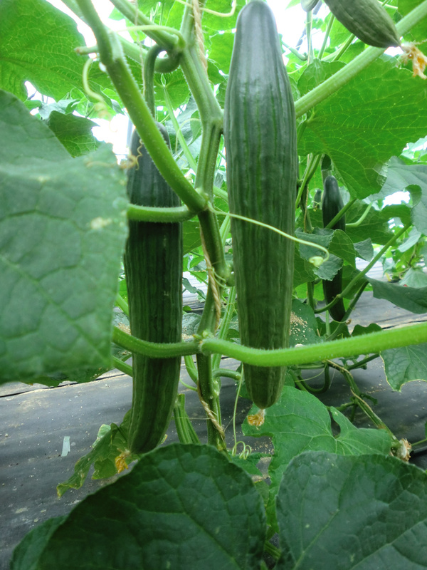 KI generiert: Lange Gurken hängen an der Pflanze, umgeben von großen grünen Blättern im Gewächshaus.