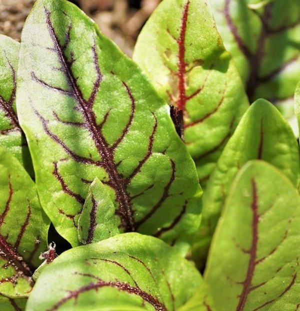 Produktfoto zu Blutampfer
