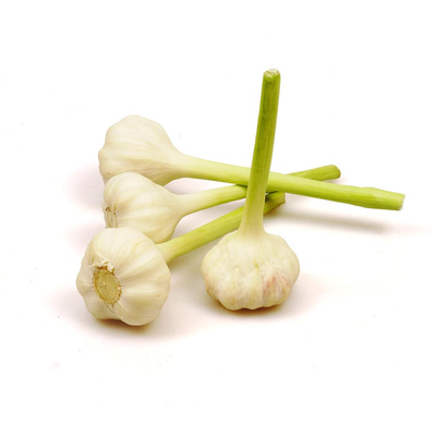Produktfoto zu Knoblauch Knolle frisch