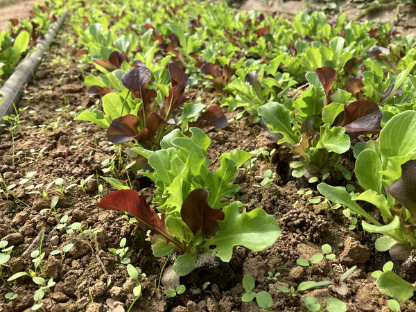 KI generiert: Hauptinhalt: Erdbeerpflanzen mit reifen Früchten im Beet.