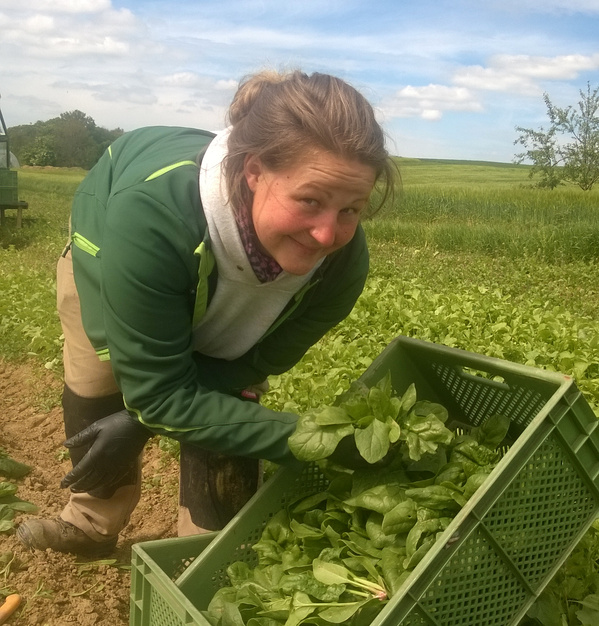 KI generiert: Eine Person erntet Spinat auf einem Feld und füllt ihn in eine grüne Kiste.
