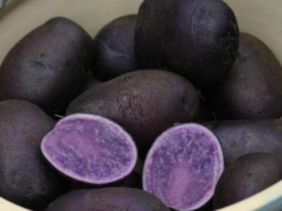 Produktfoto zu Kartoffeln festkochend blau
