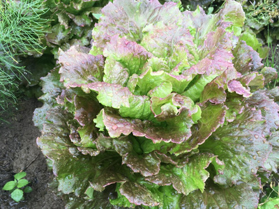 Produktfoto zu Batavia rot