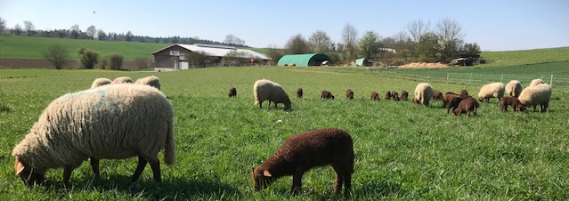 KI generiert: Schafe weiden auf einer grünen Wiese vor einem Bauernhof im Hintergrund.