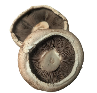 Produktfoto zu Riesen-Champignons Portobello