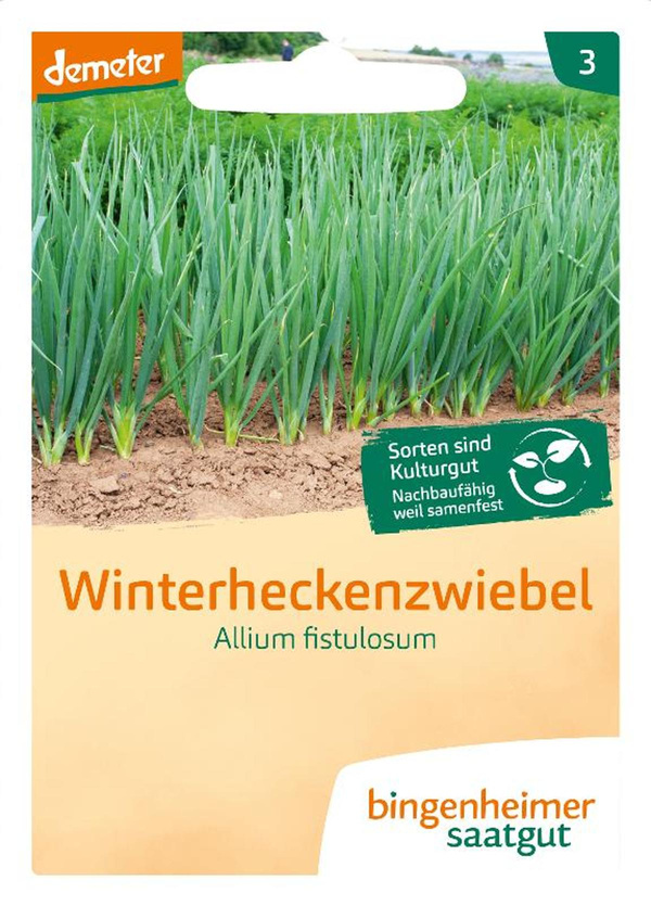 Produktfoto zu Winterheckenzwiebel