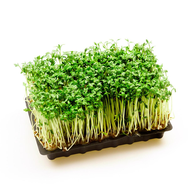 Produktfoto zu Kresse Schälchen