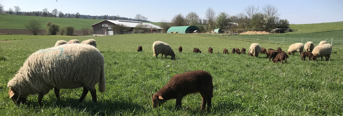 KI generiert: Schafe und Lämmer grasen auf einer weiten, grünen Wiese unter klarem Himmel.