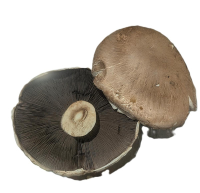 Produktfoto zu Riesen-Champignons Portobello