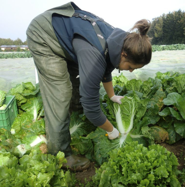 KI generiert: Eine Person erntet Chinakohl auf einem Feld.