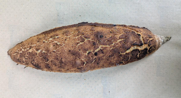 Produktfoto zu Dinkelbaguette Feuerkruste